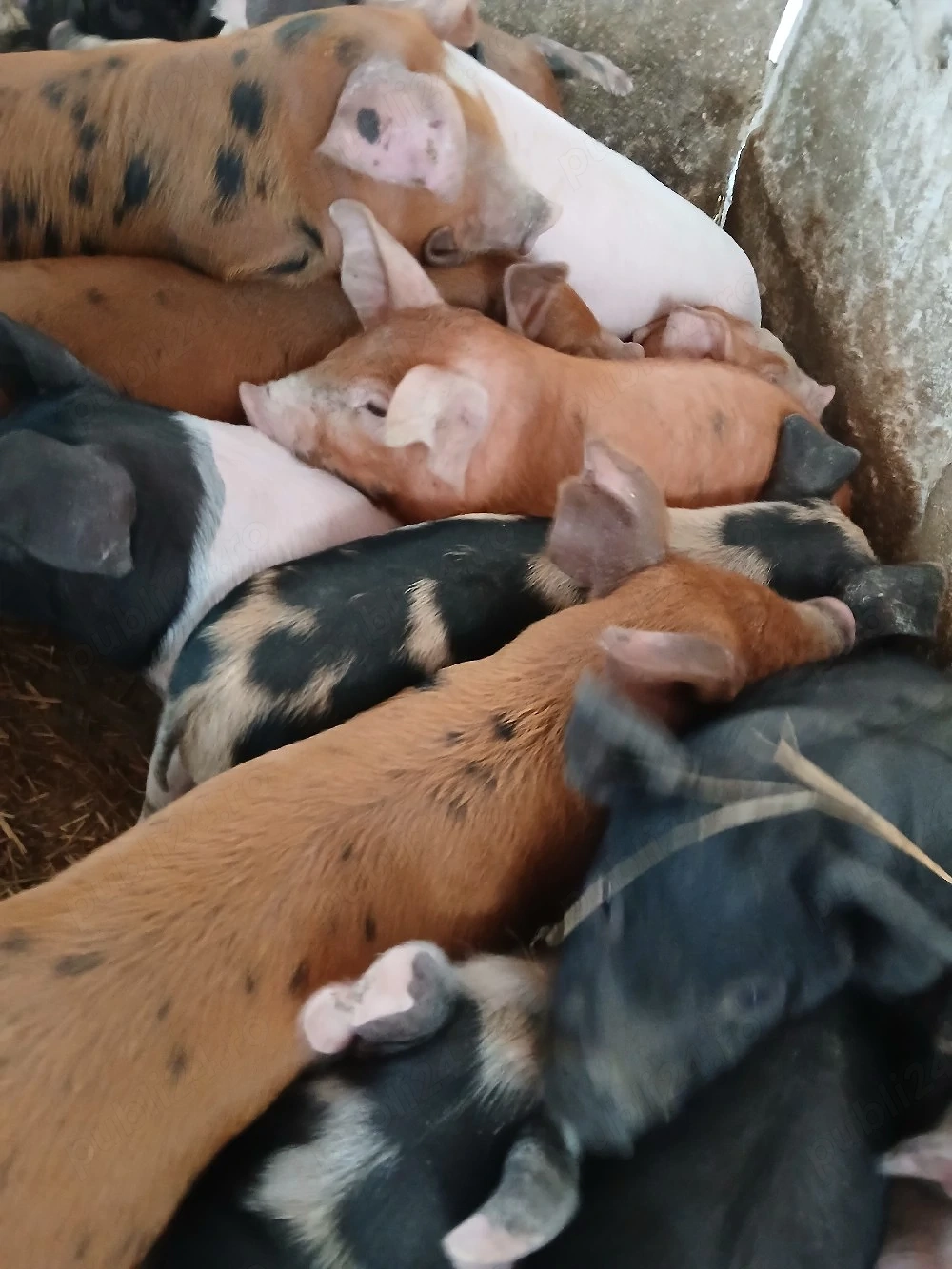 purcei 8 săptămâni 260 lei