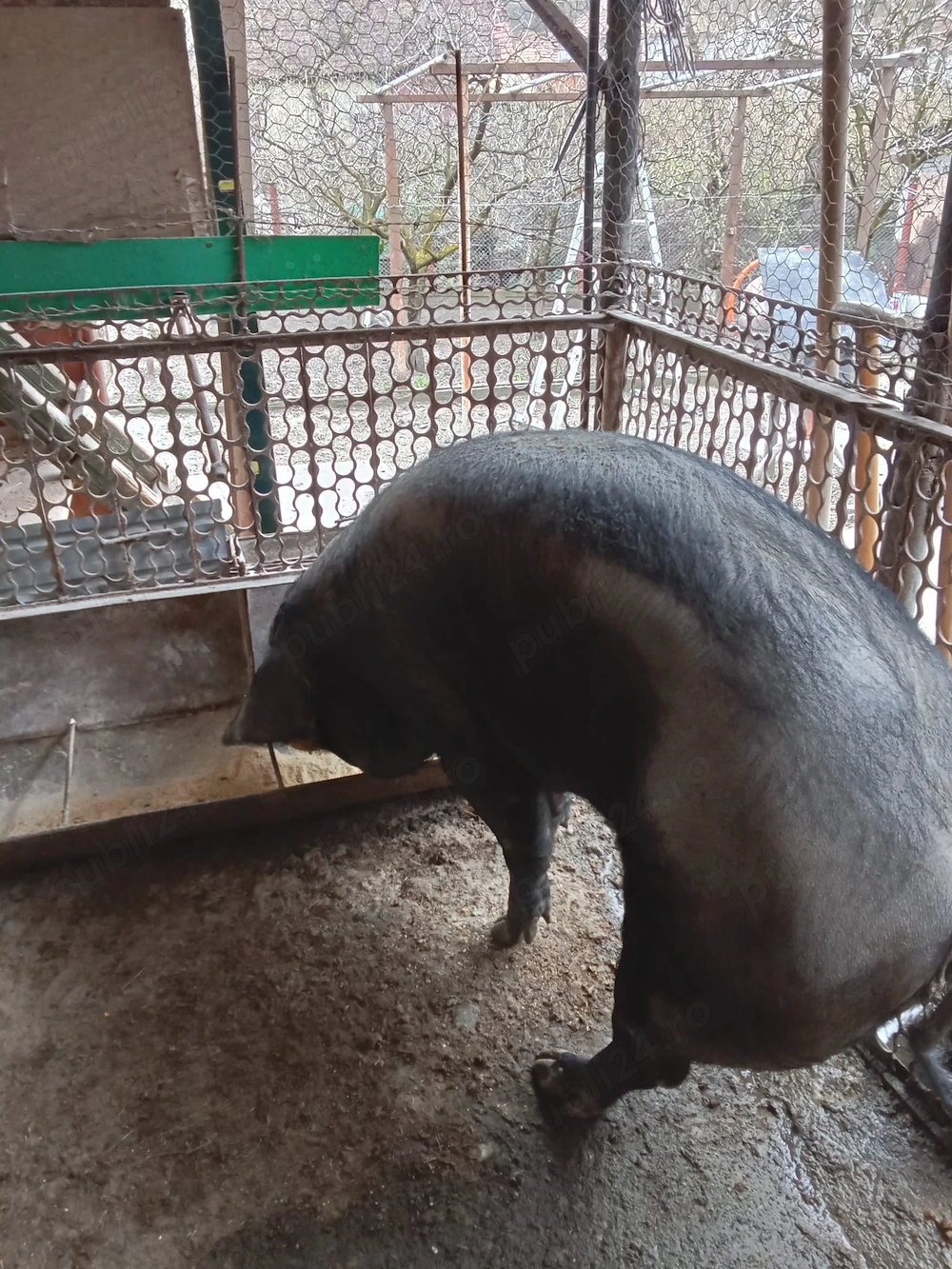 Porci de Vinzare
