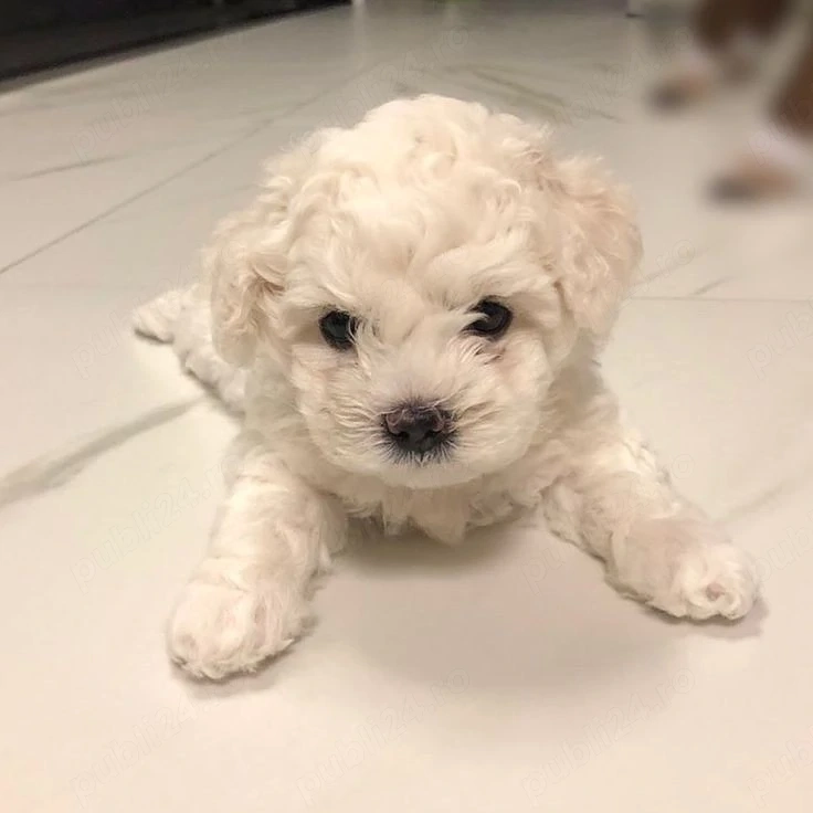 pudel fetițe superbe disponibile 