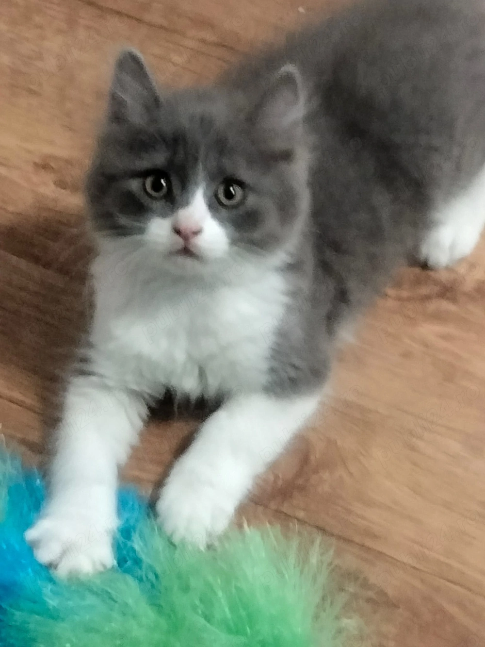 Pui Pisica British x Scottish Fold