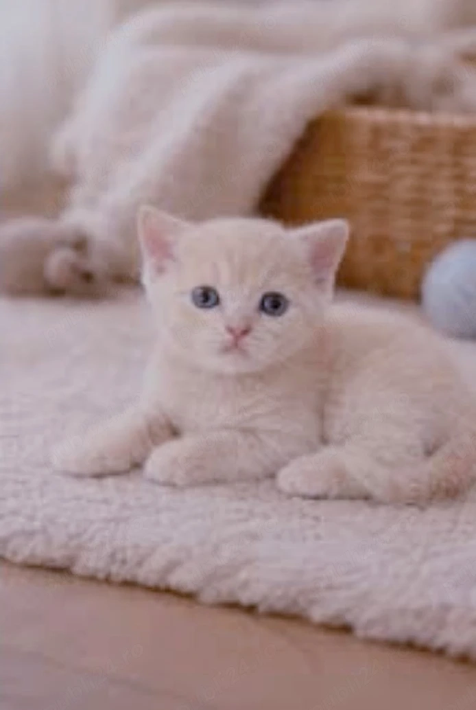 british shorthair crem si blue