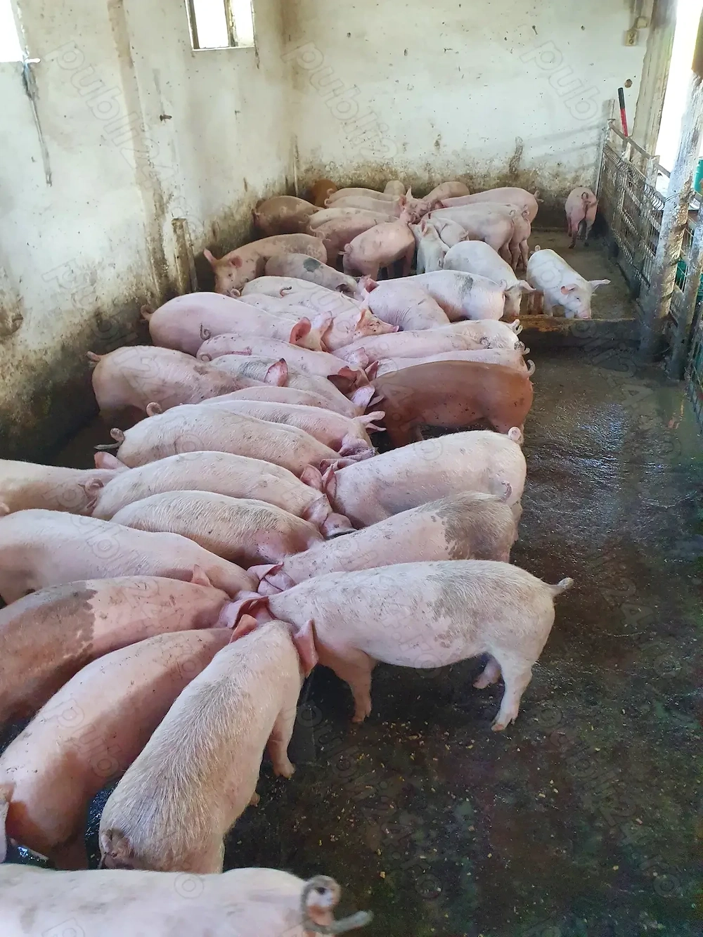 Porci de la 30 kg pana la 70 kg