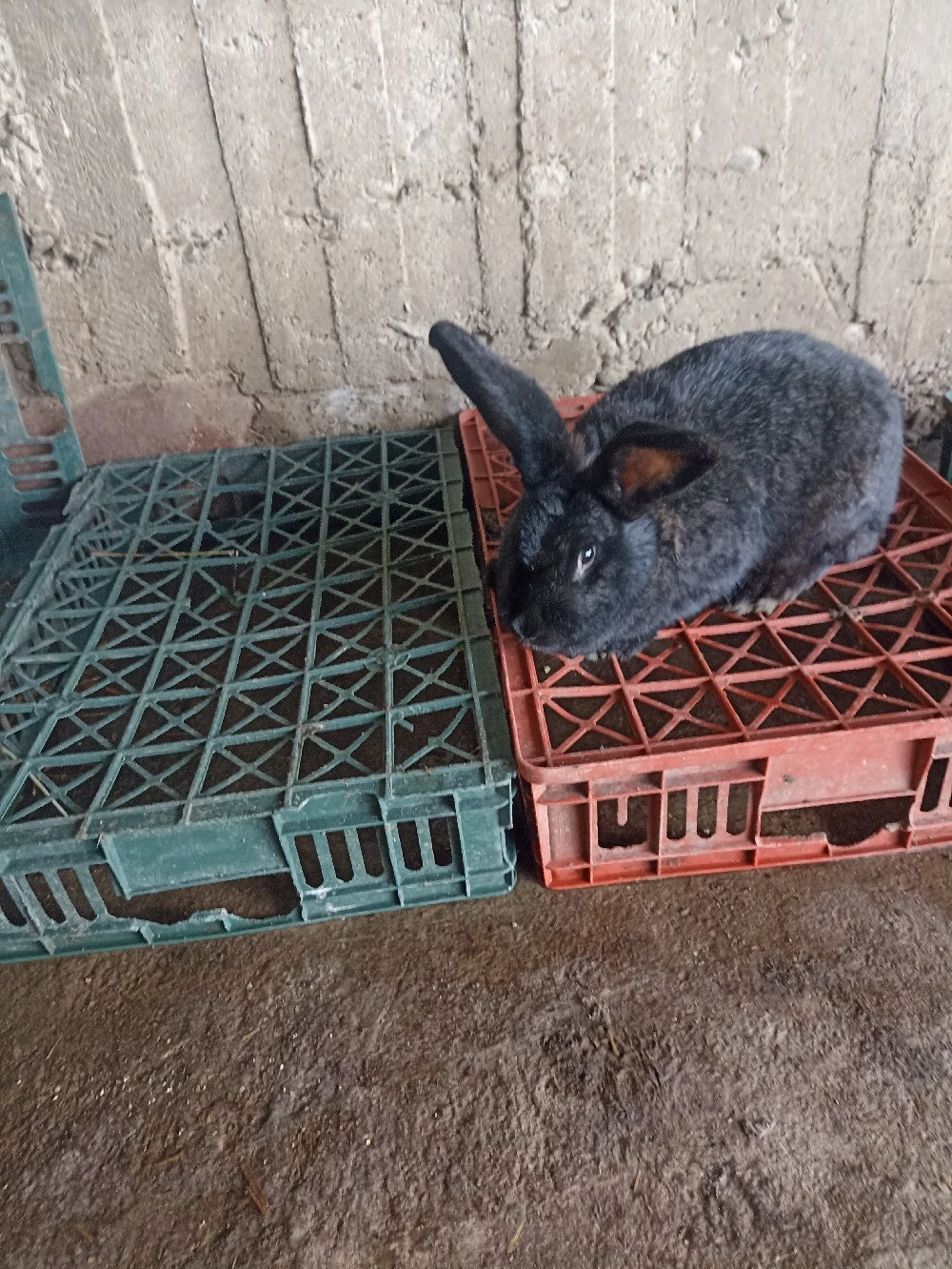 Vând Iepuri  de rasă Belgian 