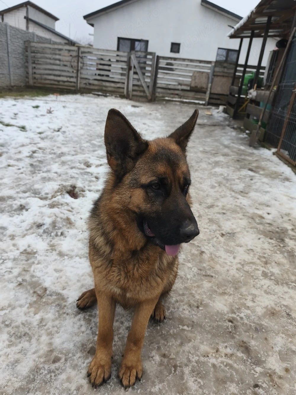 Ciobanesc german schimb cu f foxterier 