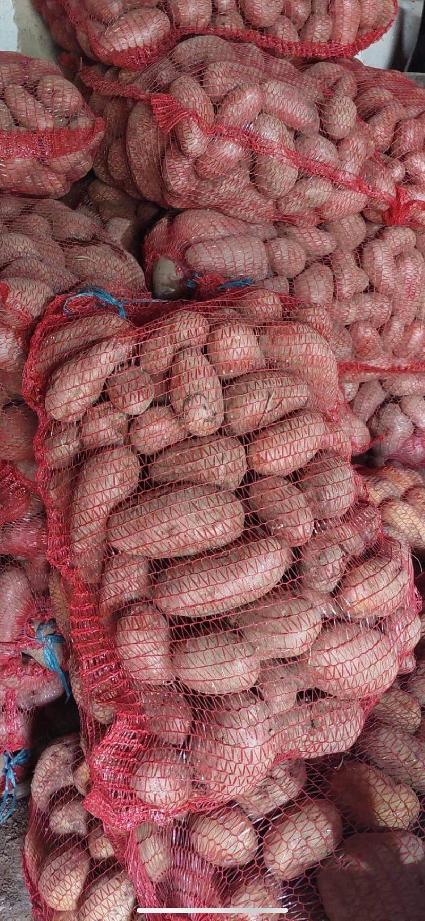 Cartofi de SAMANTA de Rasca