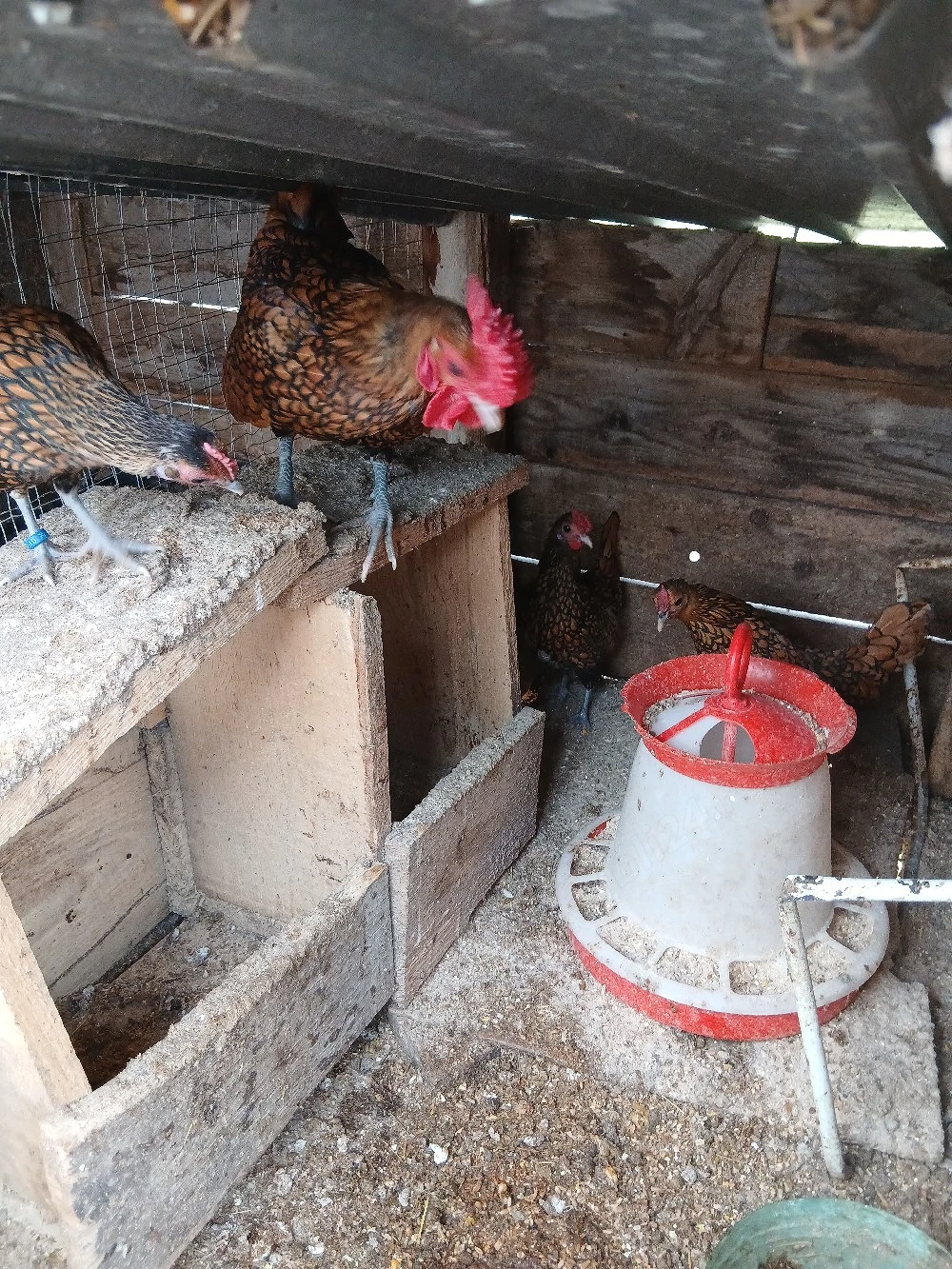 Oua incubat pitice de rasa