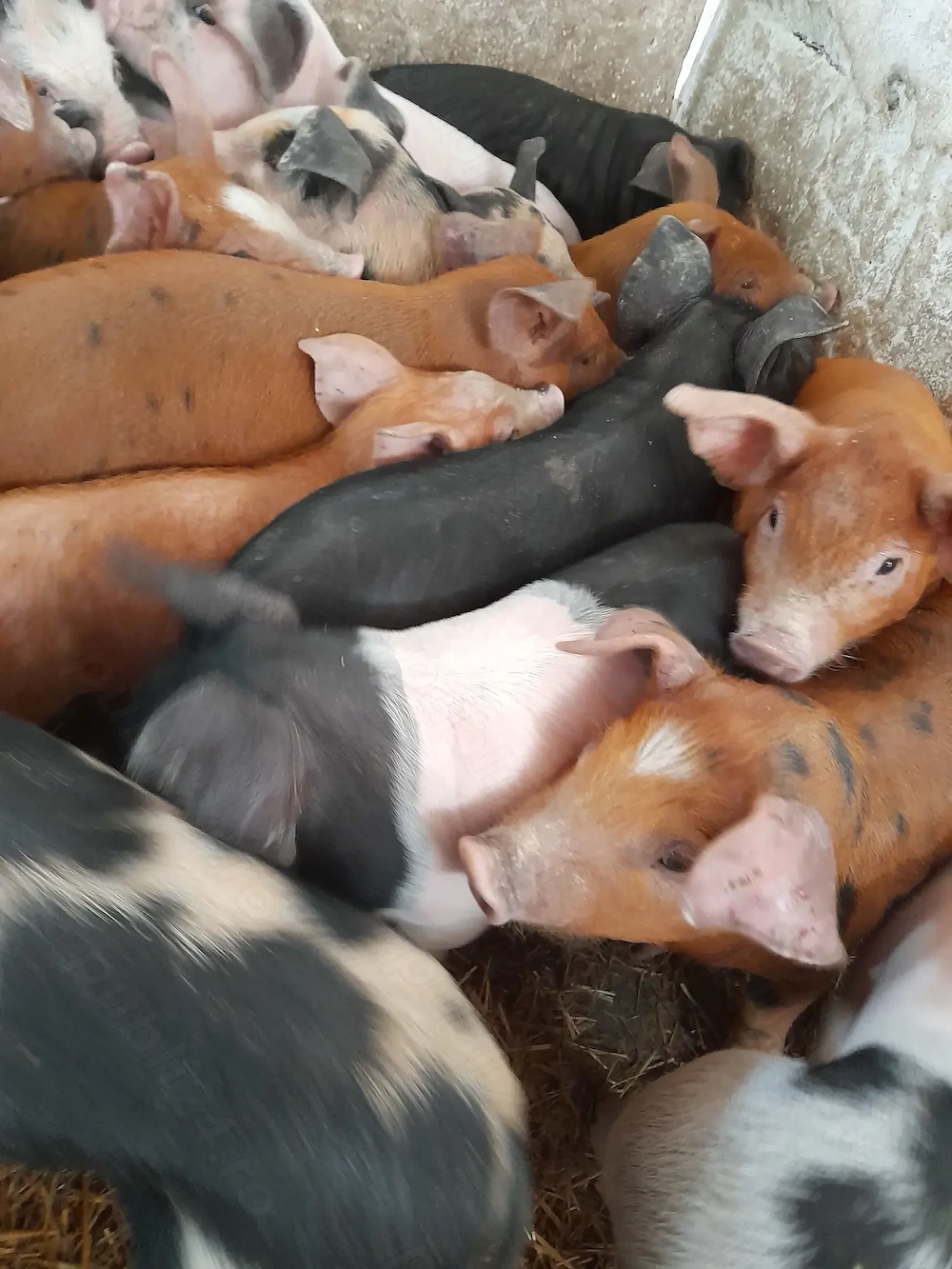 purcei 8 săptămâni 260 lei