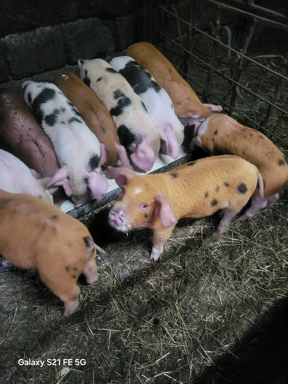 Purcei crescuți în gospodărie 