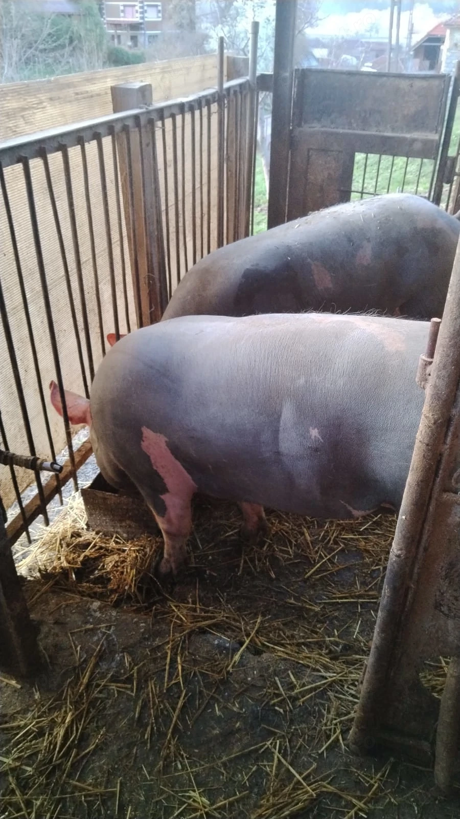 Vând porci de carne