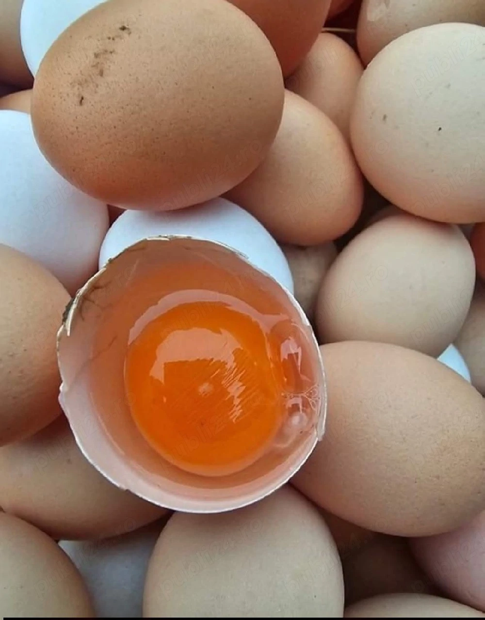 de vanzare oua de gaina