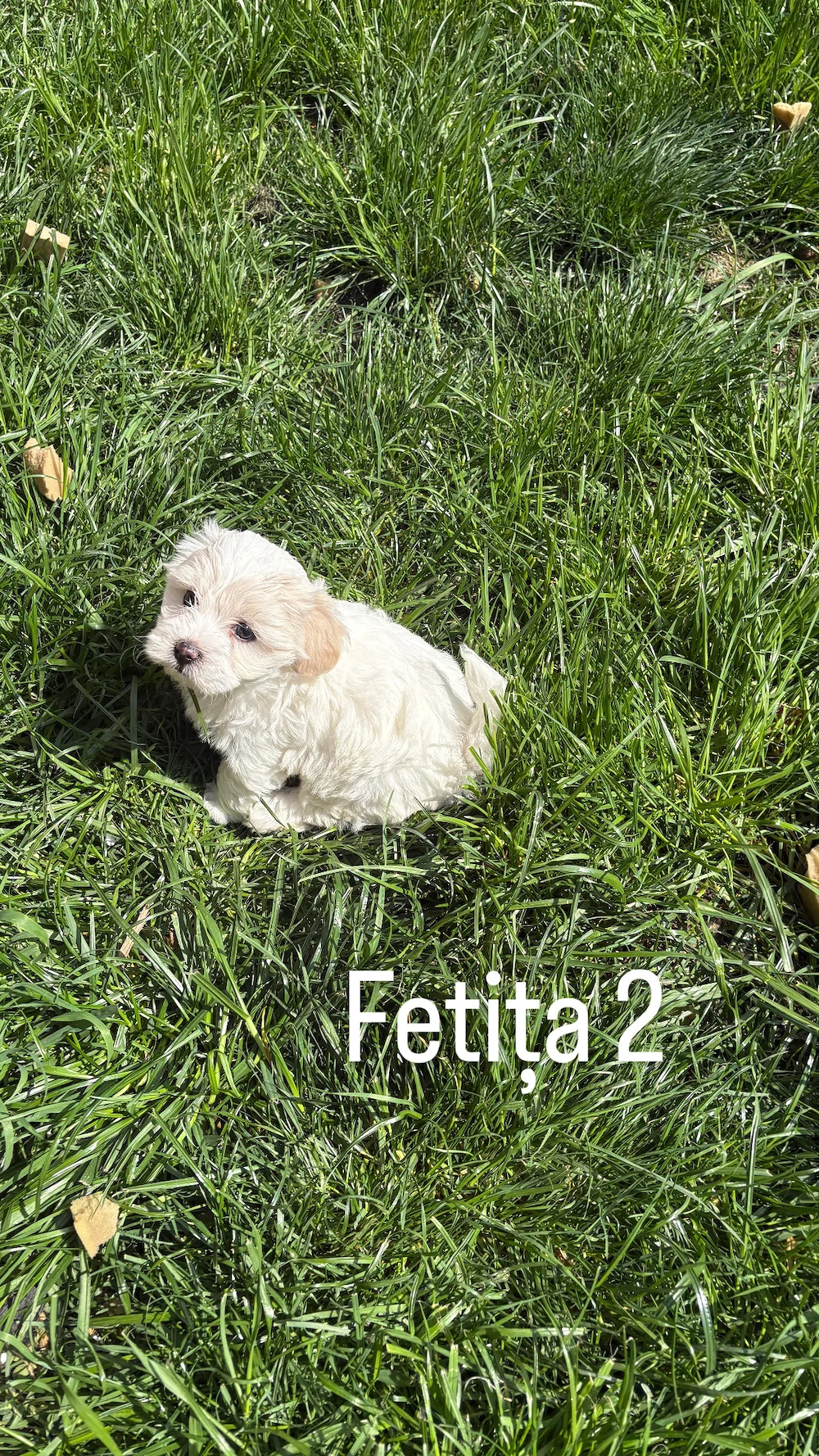 Bichon Maltez   3 căței disponibili | Ciacova, Timiș