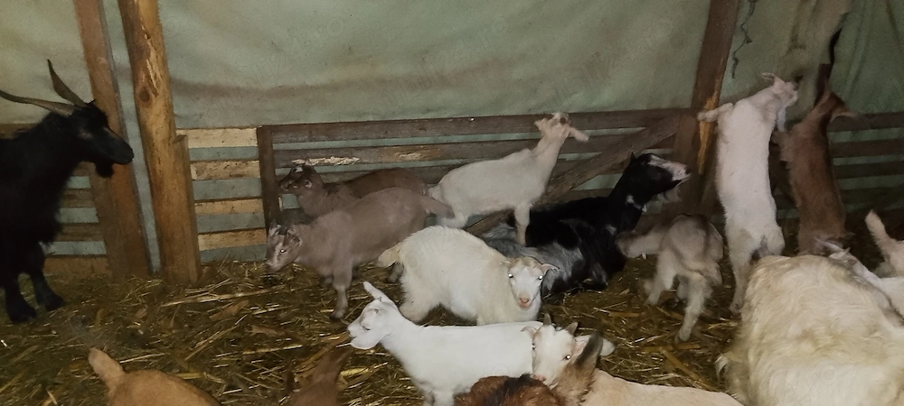 Iezi disponibili Nucet Dambovita 