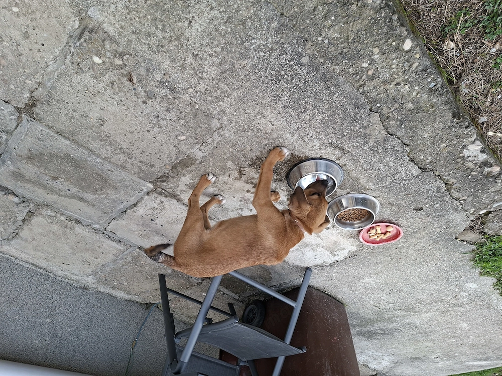 Dau spre adoptie câine metiș vârstă 4 luni 