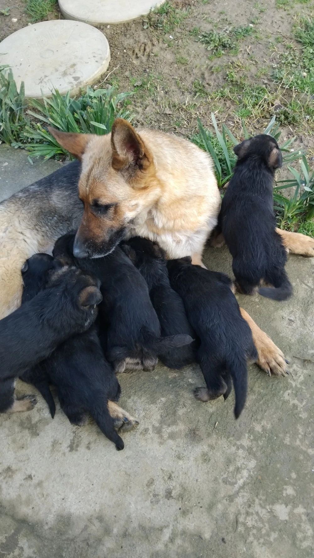 Vând pui ciobănesc german 