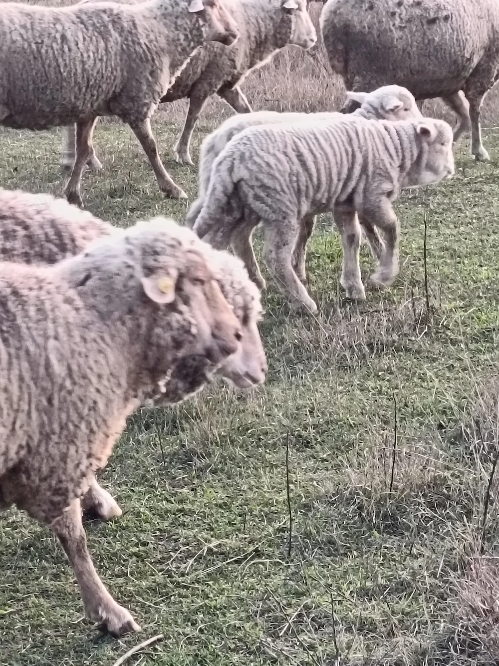 Vând oi pana in 7 ani 