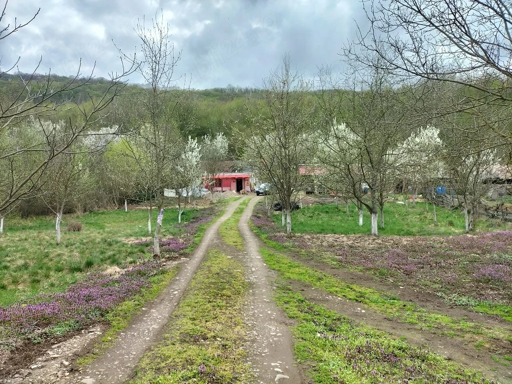 Proprietate deosebită Gurahonț, jud. Arad