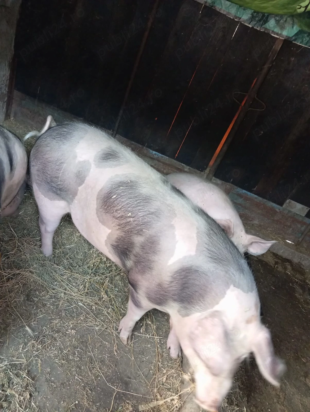 Vand porci, in viu sau taiat, sambata sacrific unul din care se vinde jumatate sau sfert