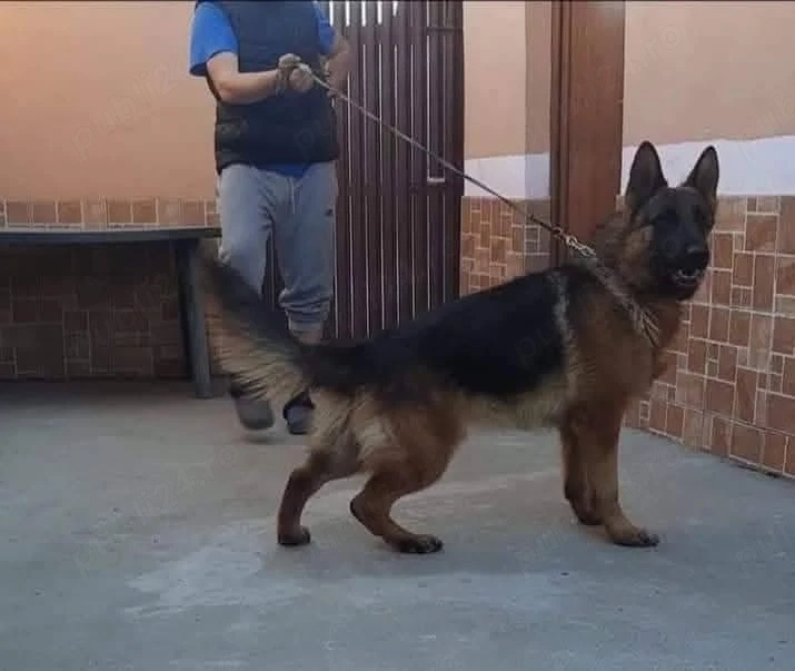 Mascul de ciobănesc german