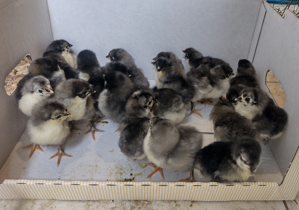 Pui australorp albastru, negru și ouă incubat