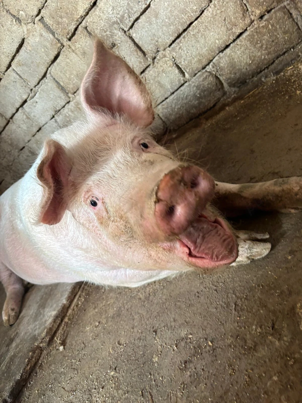 vand porc in viu sau tăiat 