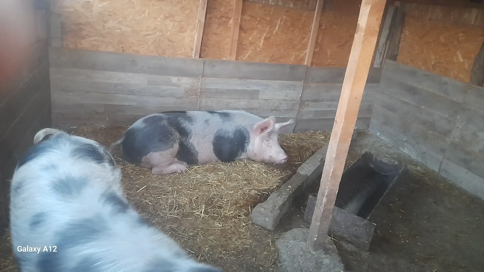 De vânzare pietrain, 10 luni, 130 kg preț 12 lei kg in viu, tel 0876283170