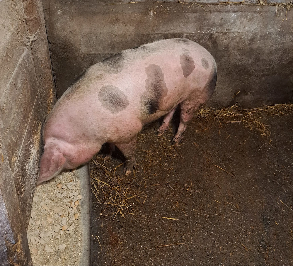 Vând porci rasă de carne 