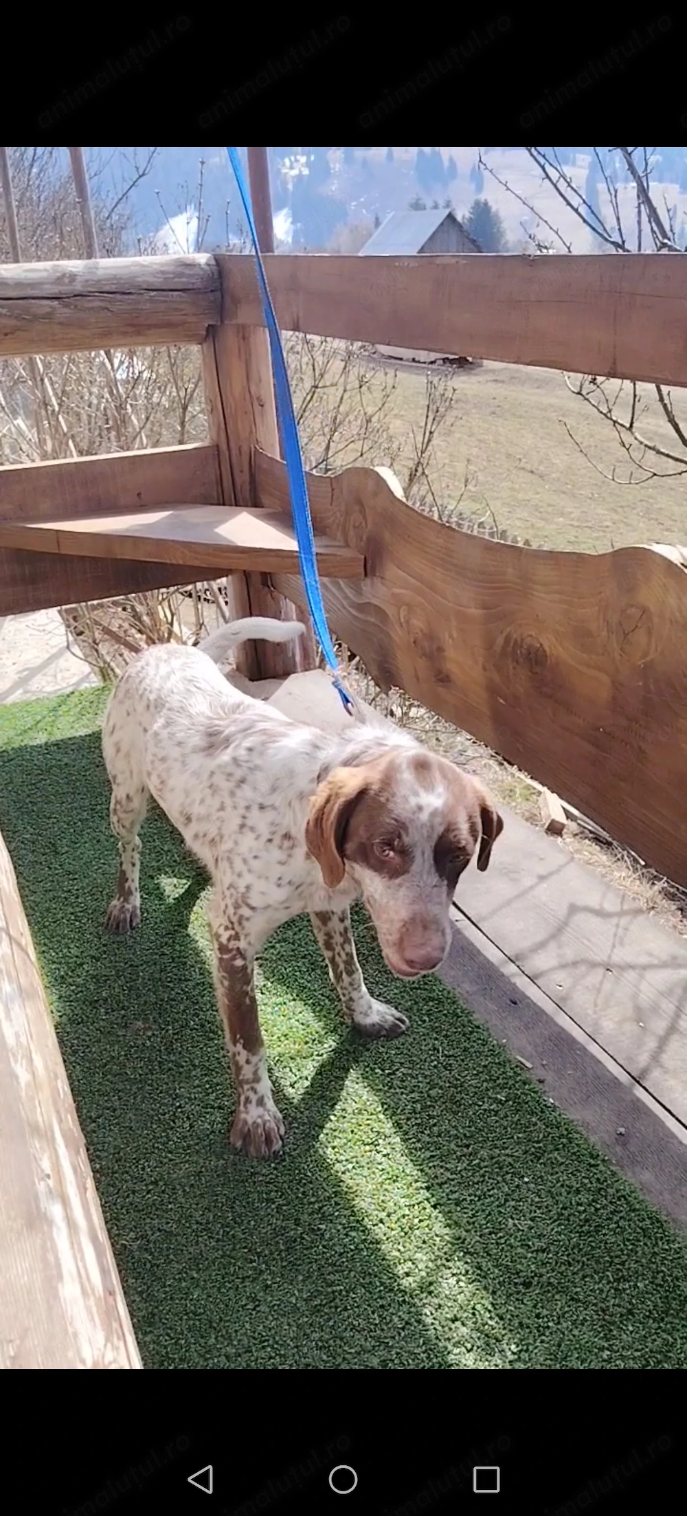 Catel metis Brac German cu Lagotto