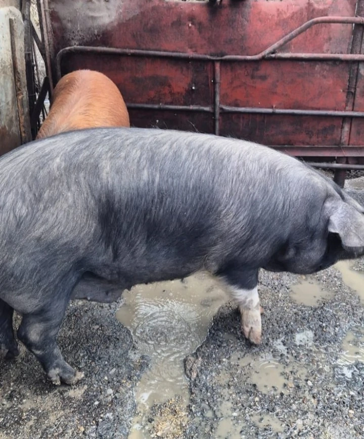 Porci de vanzare  