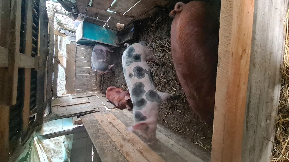 Vand porci cu greutate între 80-90 