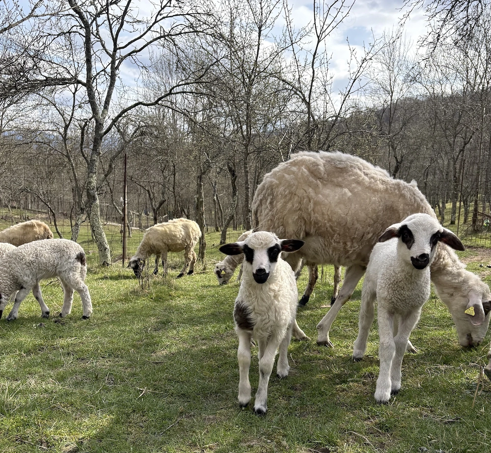 Mieluți de vânzare 