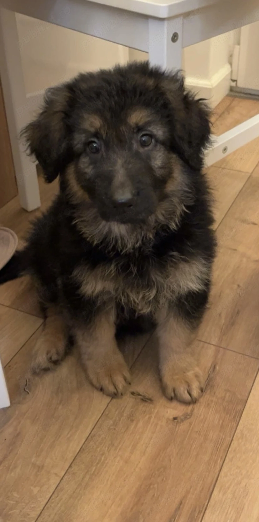 Pui ciobanesc german mascul