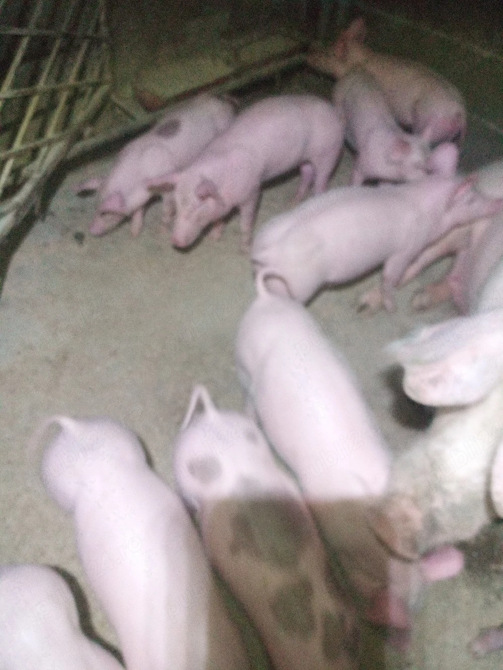 purcei, scroafe cu purcei,scroafe gestante 