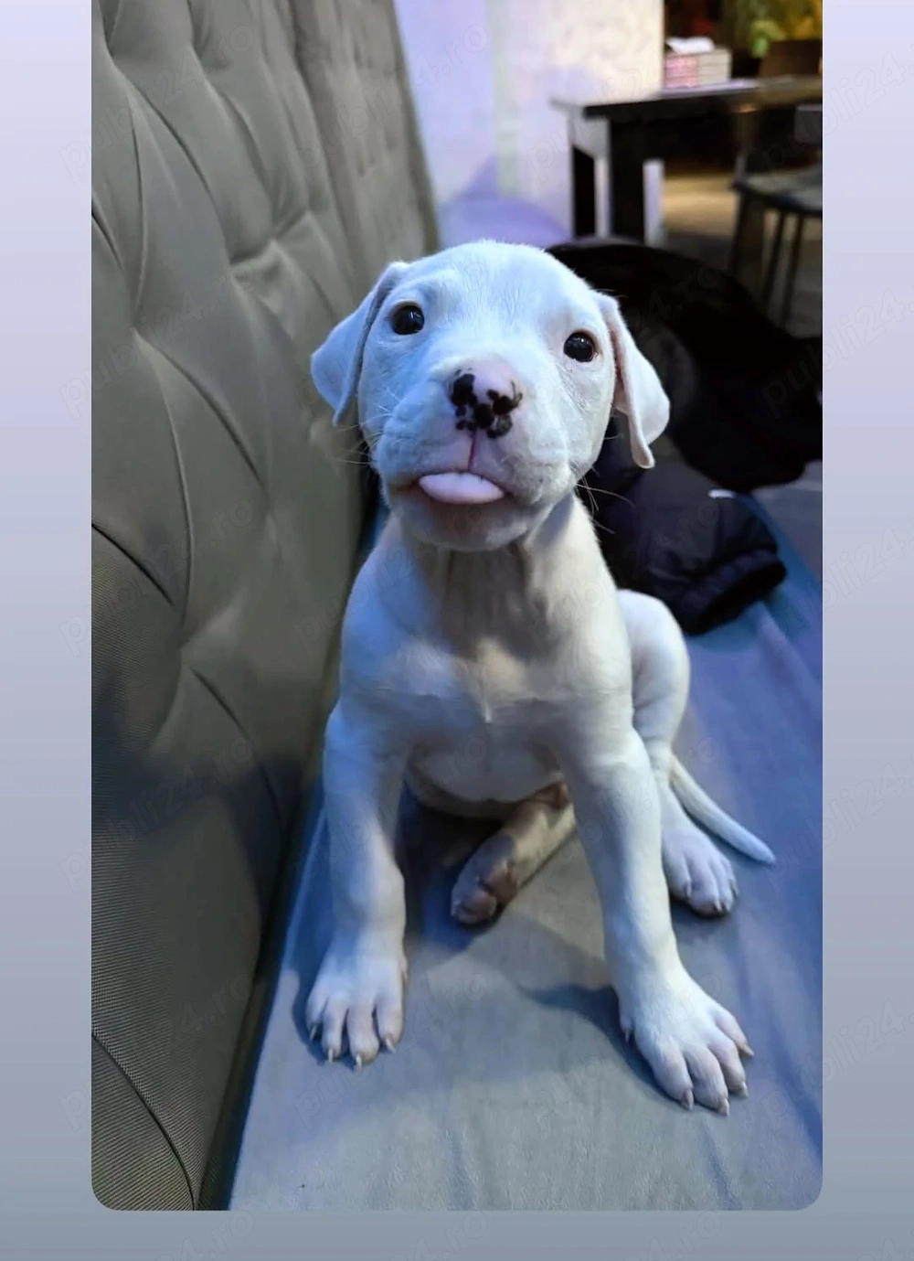 Pui Dog Argentinian rasa pura 