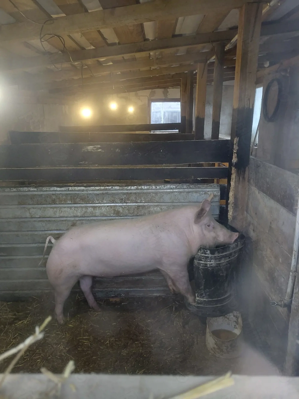 Vând o scroafa  din rasa mare alb  și un vier  