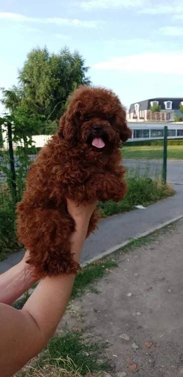 Pudel talie toy donez 