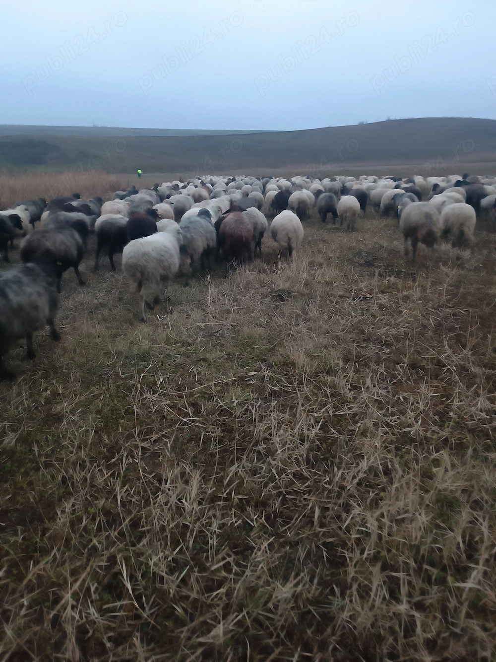 Caut un om la oi sau chiar 2 - 3 la oi . Angajez și cu carte de muncă. La preferința dumneavoastră.