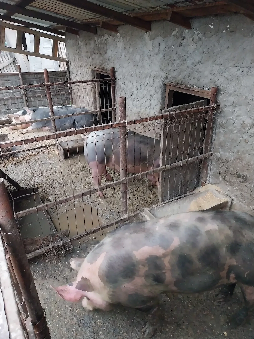 Porci rasa de carne mai multe detalii la telefon 