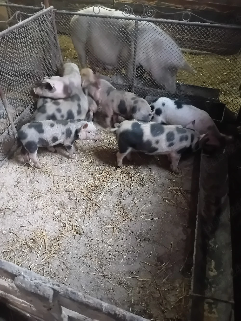 vând  8 purcei de 8 săptămâni 