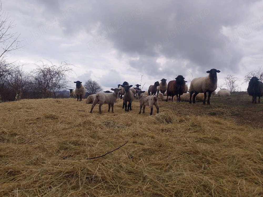 Oi de carne cu miei lângă ele