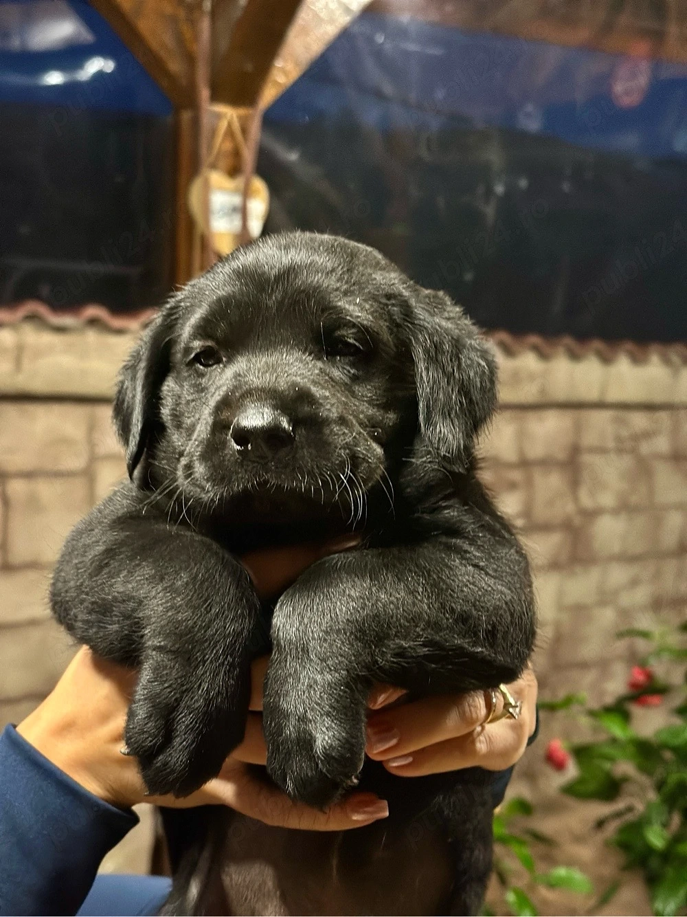 Labrador retriever Black 