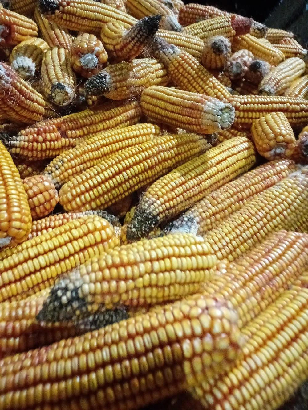 Vand porumb productie 2025