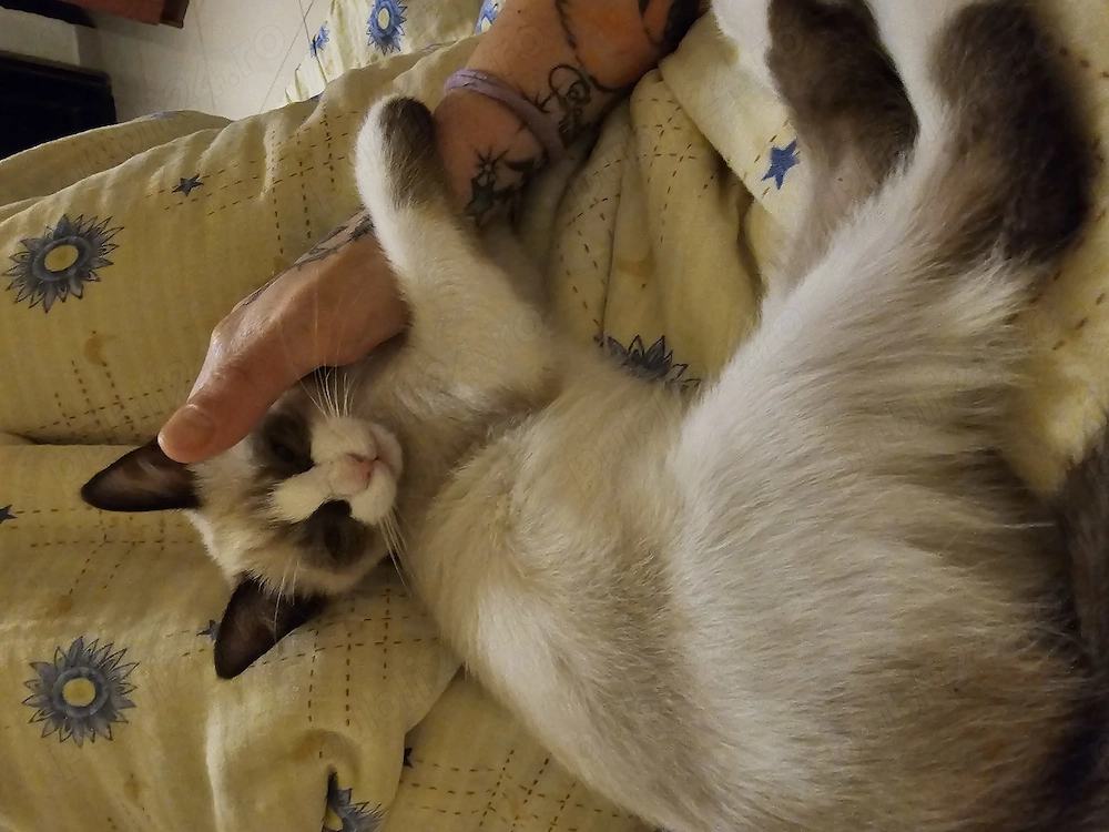 Vand pisica birmaneza 7 luni cu carnet de sanatate si vaccinata.10000 lei negociabil