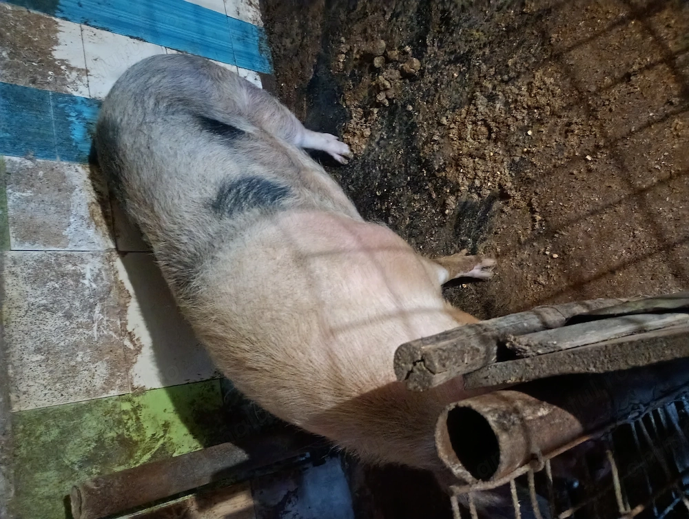 Vând porci