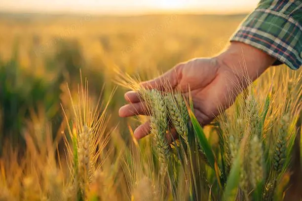 Ferma de Cultura Mare 1100 HA