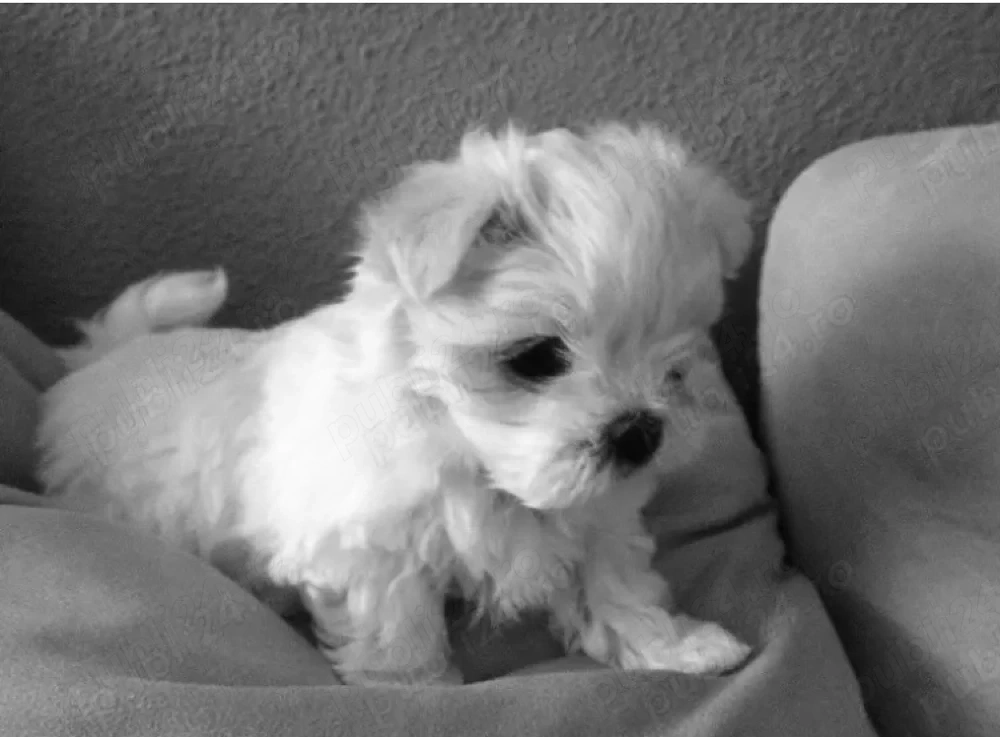 Vand bichon miny toy 6 saptamani fetita