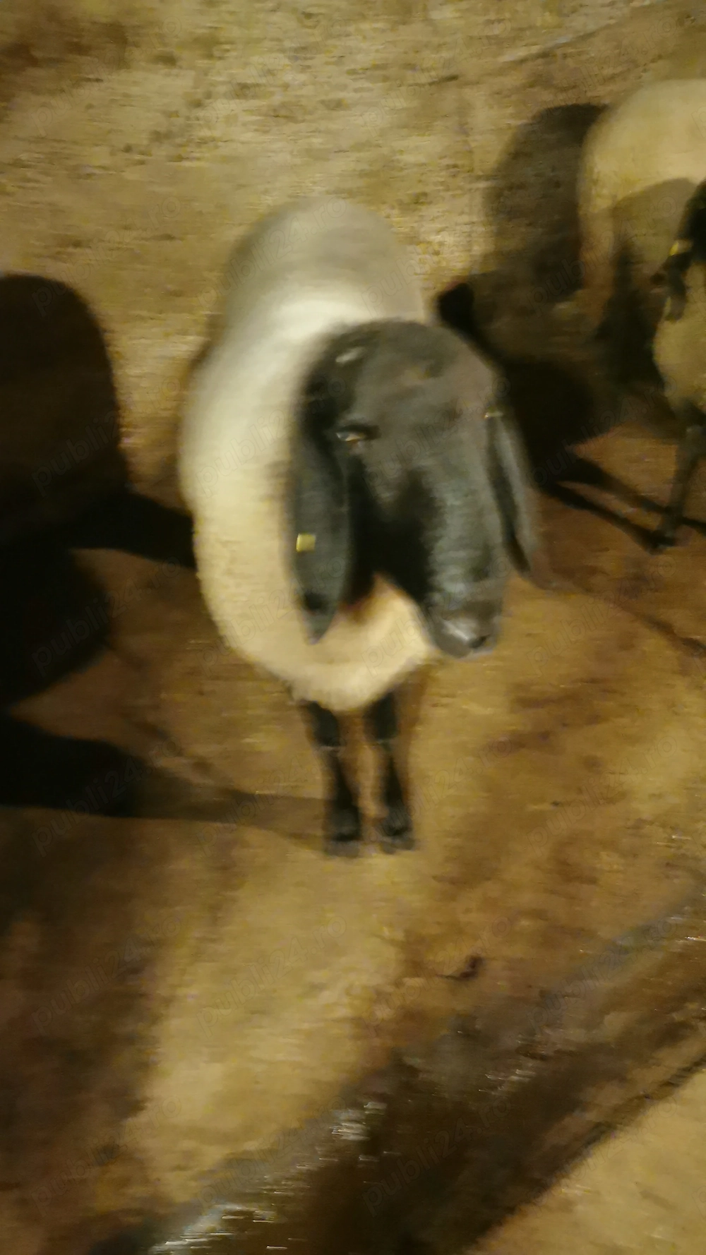 Vand berbec carabas sarbesc originar si doua oi carabase sarbesti originare