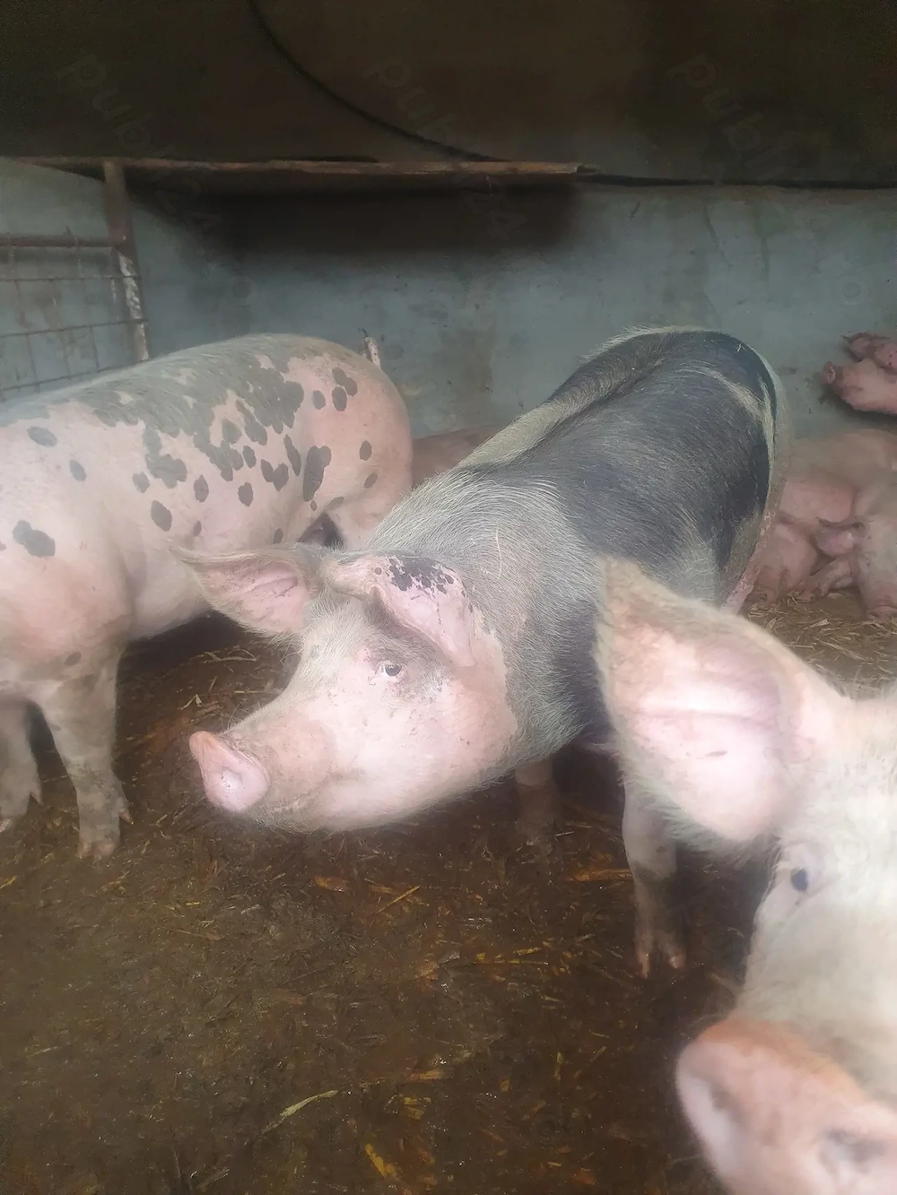 Oferta saptamani 9.5 ron kg  60-80  kg