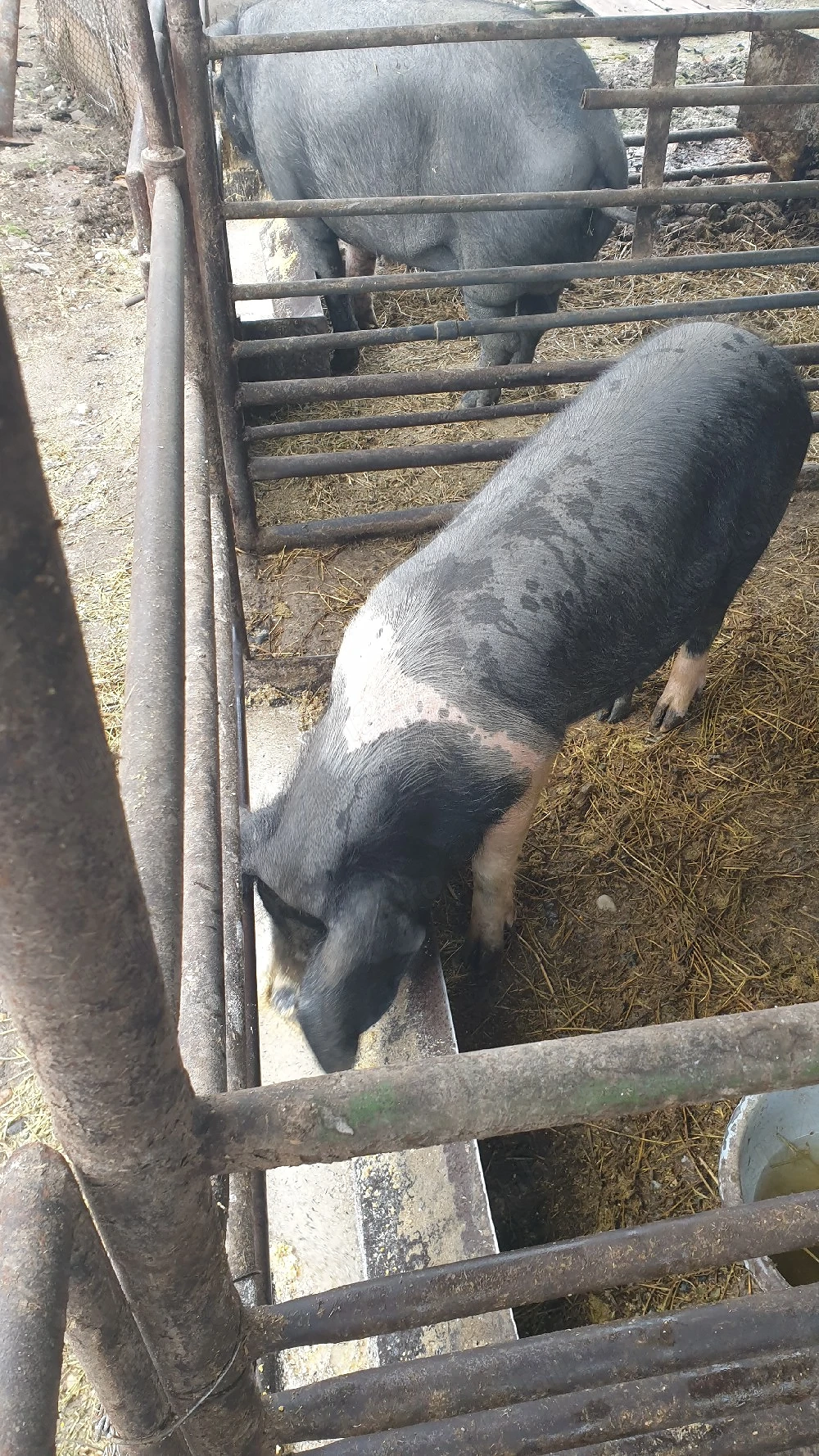 Porci bazna