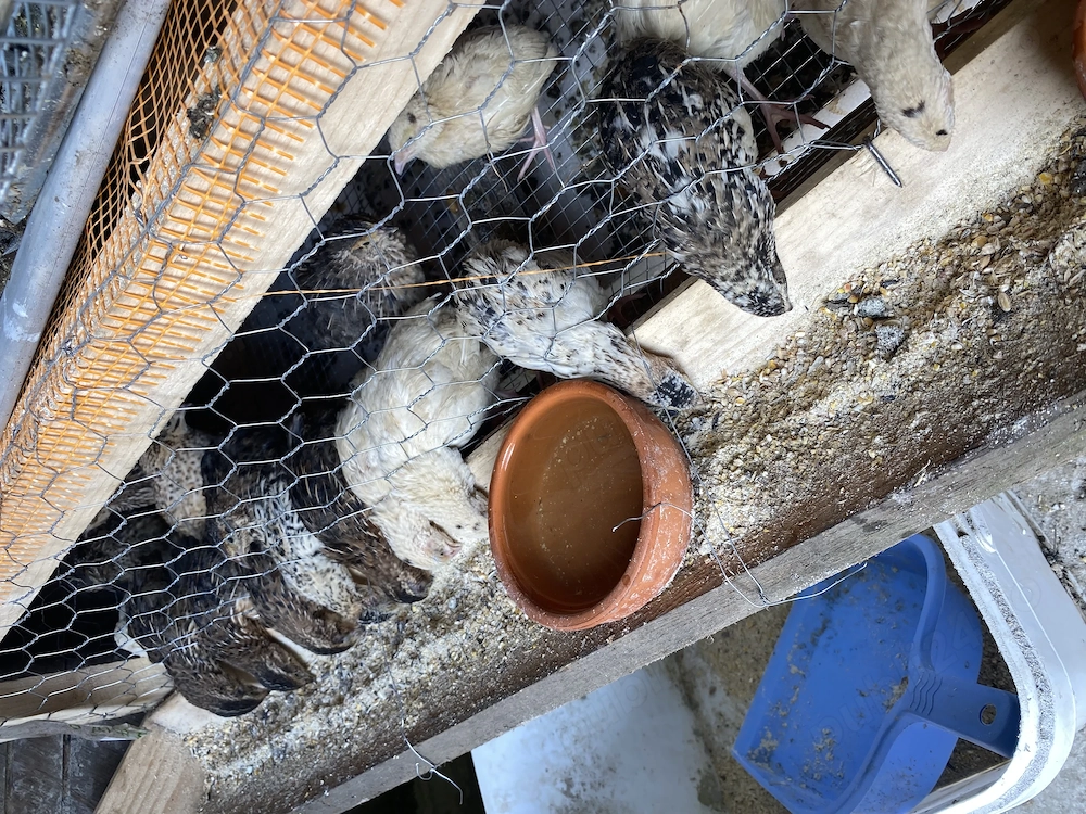 Prepelițe ouătoare, tinere și pui 