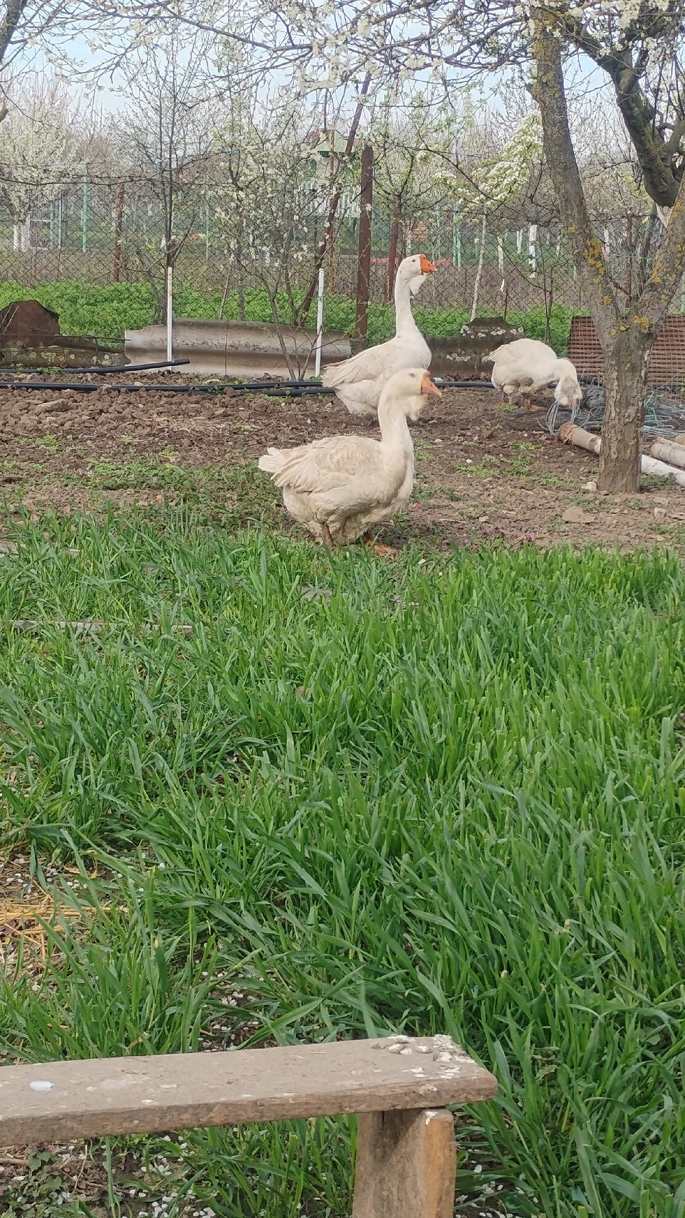 vând gâște holmogor 